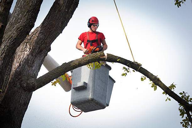 Trusted Tarpon Springs, FL Tree Services Experts